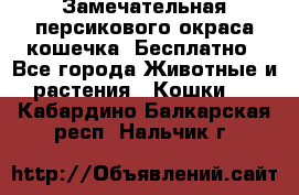 Замечательная персикового окраса кошечка. Бесплатно - Все города Животные и растения » Кошки   . Кабардино-Балкарская респ.,Нальчик г.